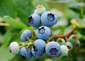 大邑蓝莓采摘基地