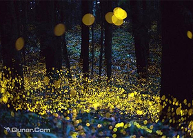 武吉柏林明萤火虫度假村