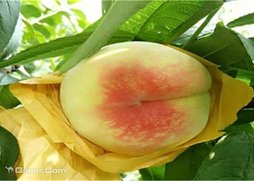 阳山水蜜桃优优果园