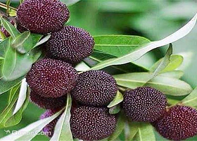 宁波余姚梁弄山寨杨梅园