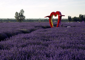 科古尔琴薰衣草园