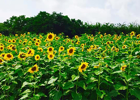 重庆大足爱河谷爱情主题乐园
