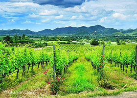 华欣山丘葡萄园