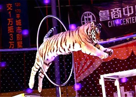 滨海国际大马戏