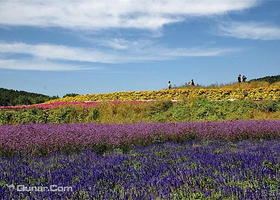 丁香科技博览园薰衣草观赏/花海节