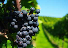 一园一品葡萄采摘e票通