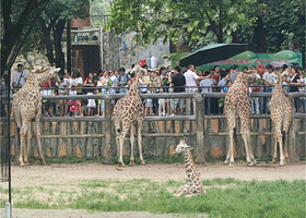 欢乐年华游乐园