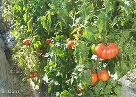 沈阳六合生态园