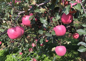 张山营生态采摘园