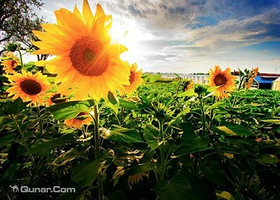 红星集体农庄葵花节