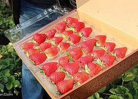 三山蔬菜产销专业合作社