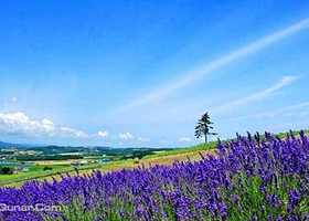 武汉当代薰衣草风情园