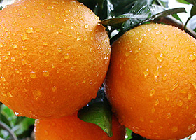 赣南脐橙