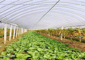 黄龙岘桂香园生态农业园