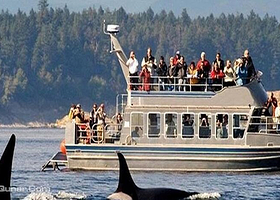 洛杉矶出海观鲸精品之旅