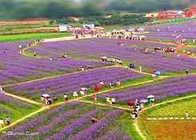 武庄花海主题公园