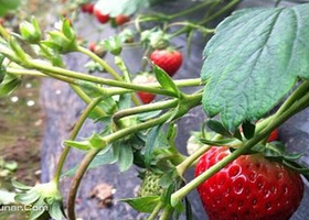 小时候农庄采摘园