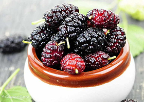 千百度桑葚采摘园