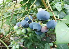 忆乡源生态蓝莓园