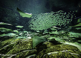 佛罗里达水族馆