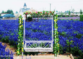 薰衣草沙滩水上乐园