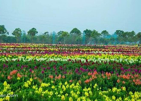 香家堡梦幻花世界