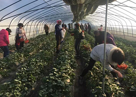 黄龙壹号鲍湾村草莓园