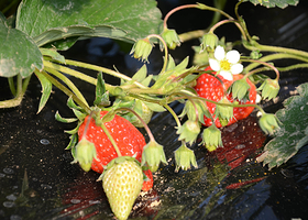 罗田唯嘉生态园