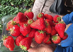 香岛农家草莓采摘园