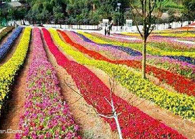 渝北大湾花仙谷花海风车节