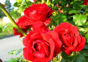 南昌首届国际玫瑰花展