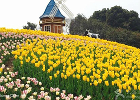 上海大宁郁金香公园