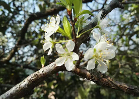 樱花岛生态乐园