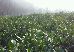 壹藏蒙顶采茶行