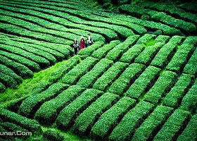 霍山县岘春园茶园