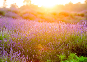 烟集花海薰衣草庄园