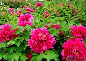 龙门东山千亩牡丹园