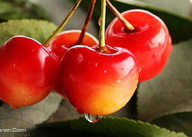 胶南秀水田园大樱珠采摘