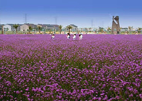 常州薰衣草庄园