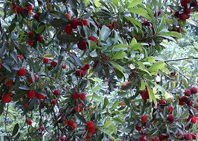 荣县度佳杨梅采摘节