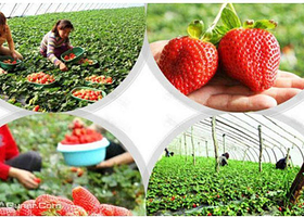 佳世康绿色现代农业观光园