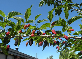 牟平老段桑葚采摘园