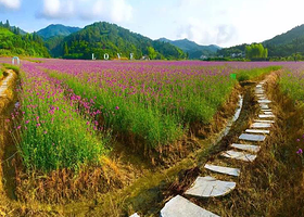 大围山香薰花海