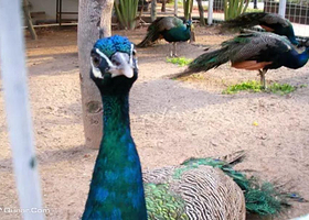 楚汉园生态农庄