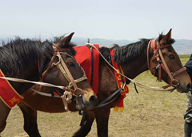 延边雁山草原马术度假山庄