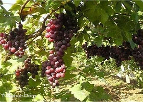 武汉景秀大地生态园