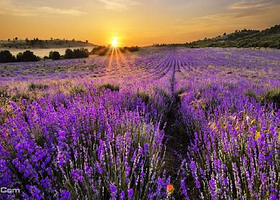 宋香园生态世界