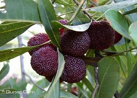 东钱湖绿野谷农场杨梅采摘