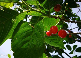 北宅老李大型樱桃谷