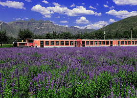 爱琴海薰衣草庄园